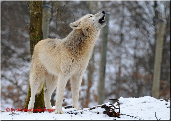 Polarwölfe aus Österreich